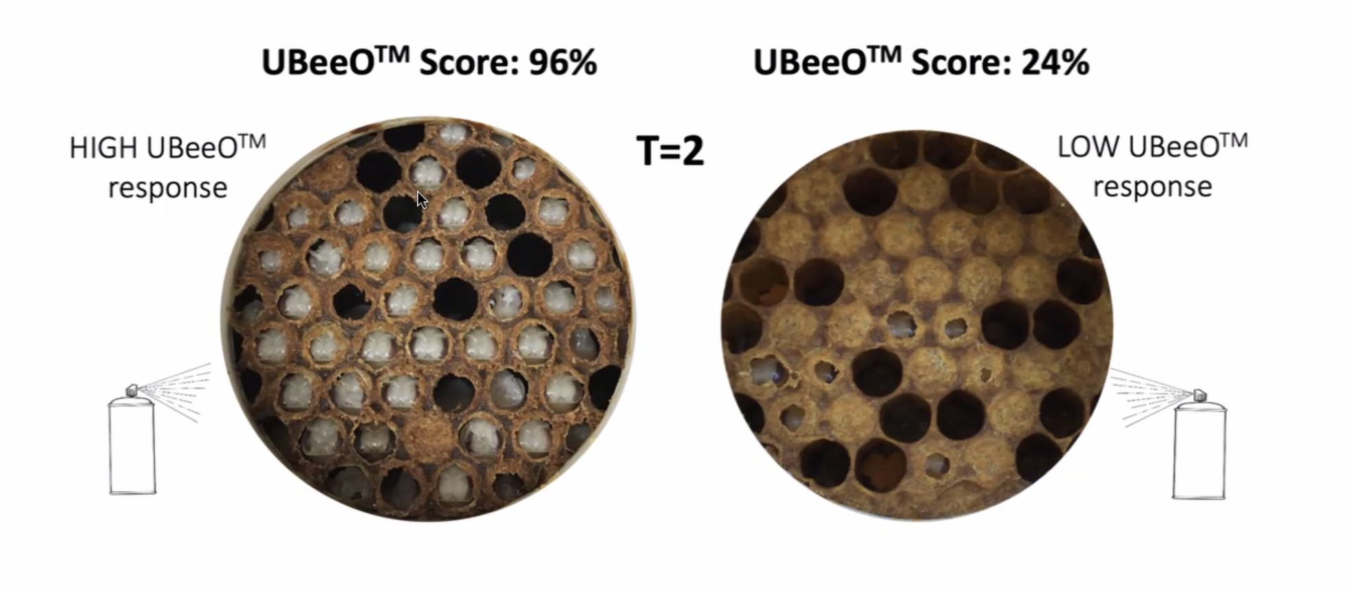 UBO Test