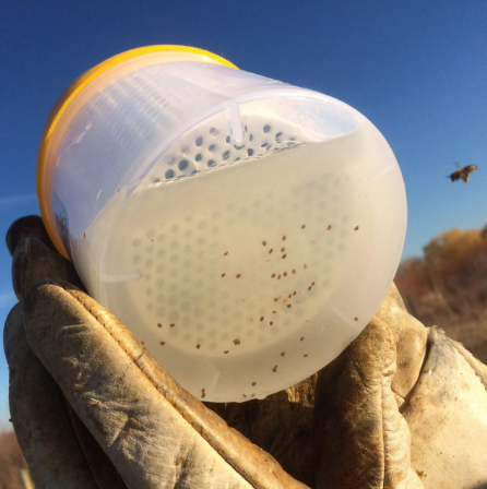 Varroa mites caught in an alcohol sample