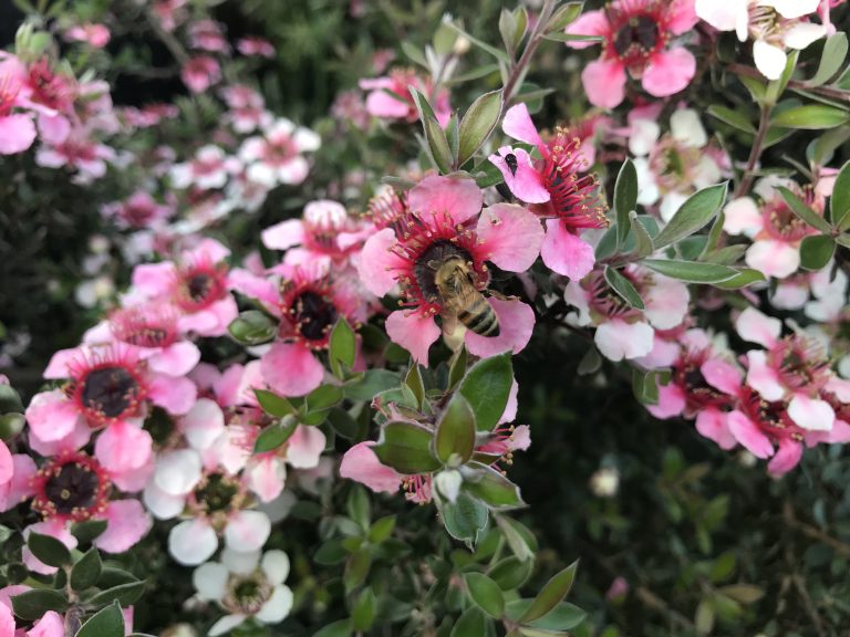 Bees on Leptospermum