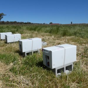 New Season Nucs